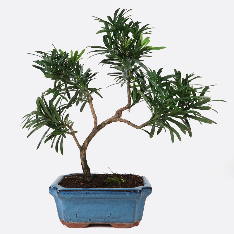 podocarpus zimmerpflanze Podocarpus- Steineibe, 8 jährig, 30-35 cm, Zimmerbonsai