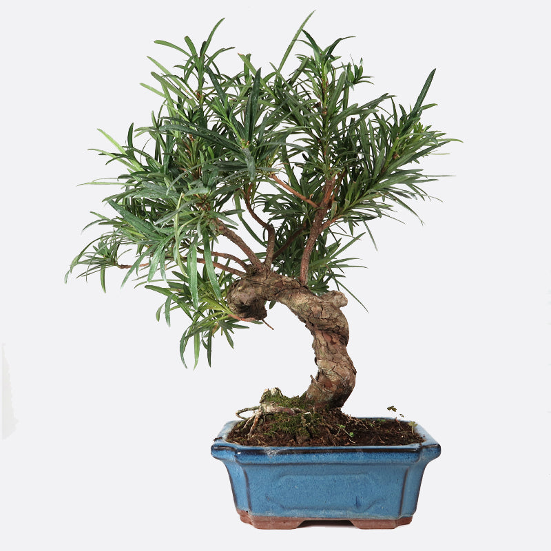Podocarpus- Steineibe, 13 jährig, 40-45 cm, Zimmerbonsai