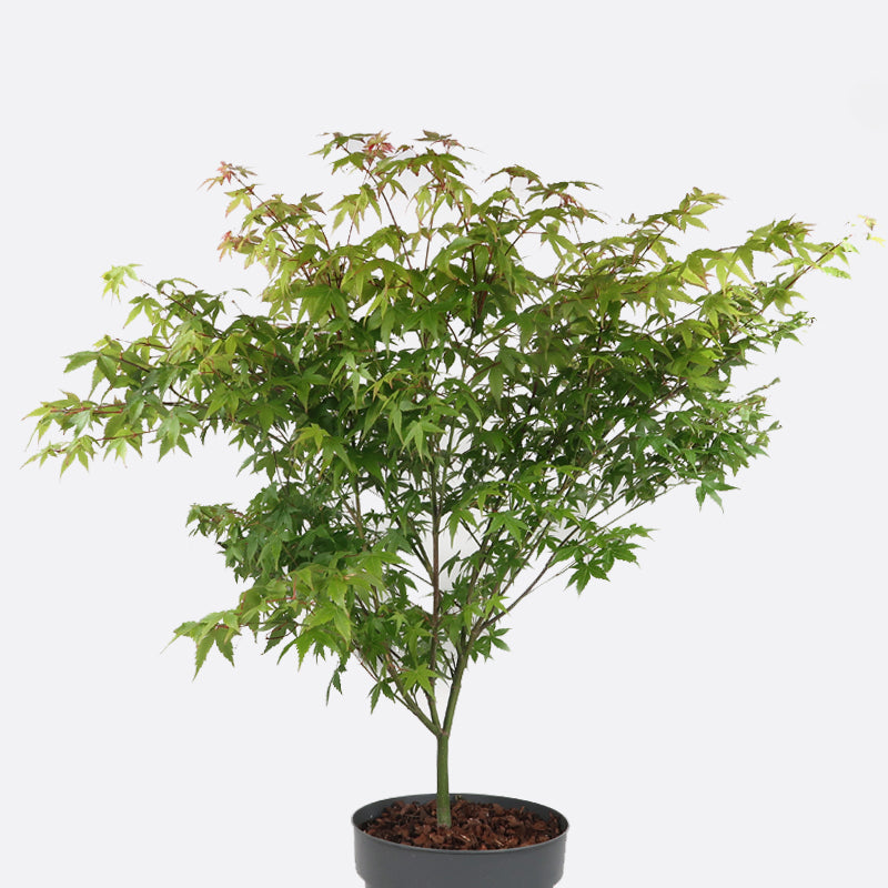 Acer little princess - Japanischer Ahorn, Pflanze zum Gestalten, Gartenbonsai