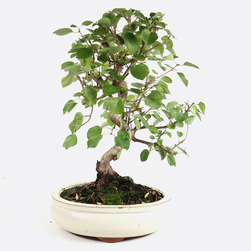 bonsai felsenbirne Prunus mahaleb