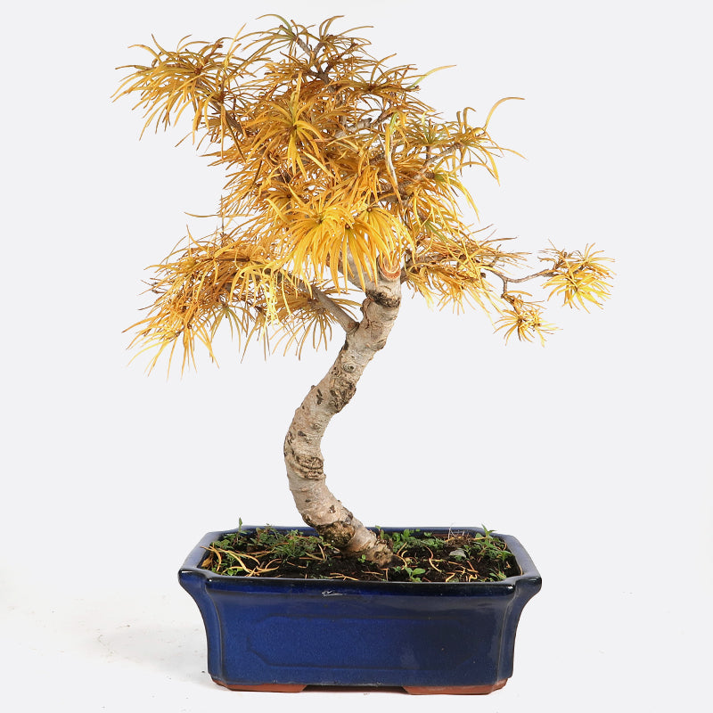 Pseudolarix