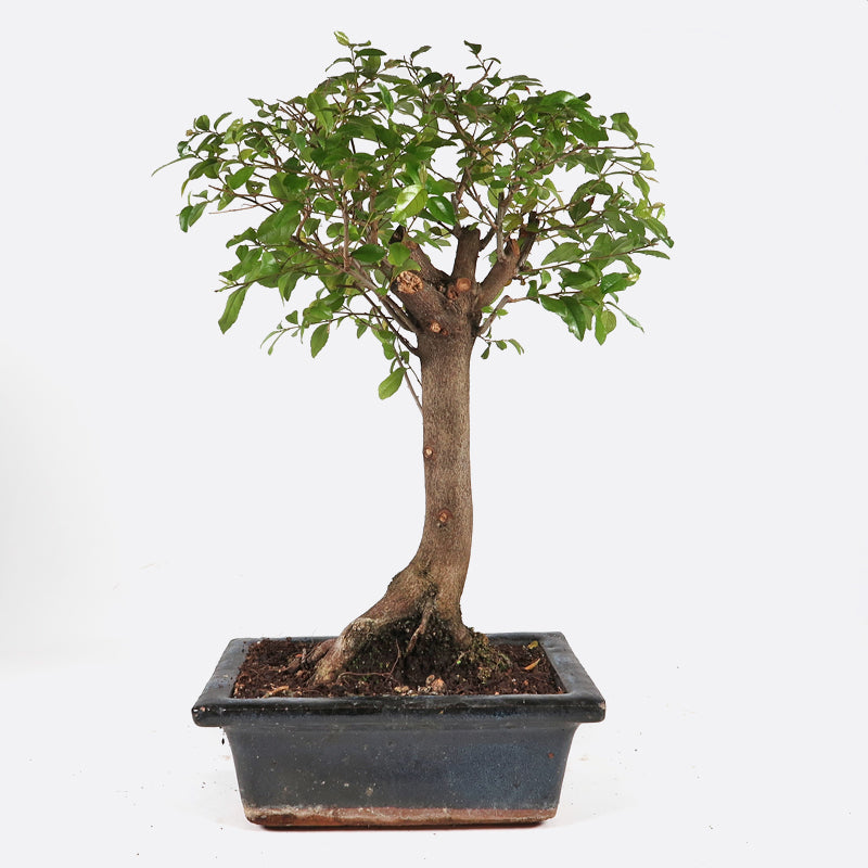 bonsai sageretia verliert blätter Sageretia thea