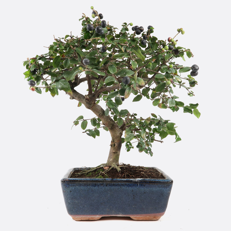 Sageretia thea
