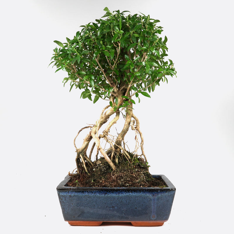 Serissa