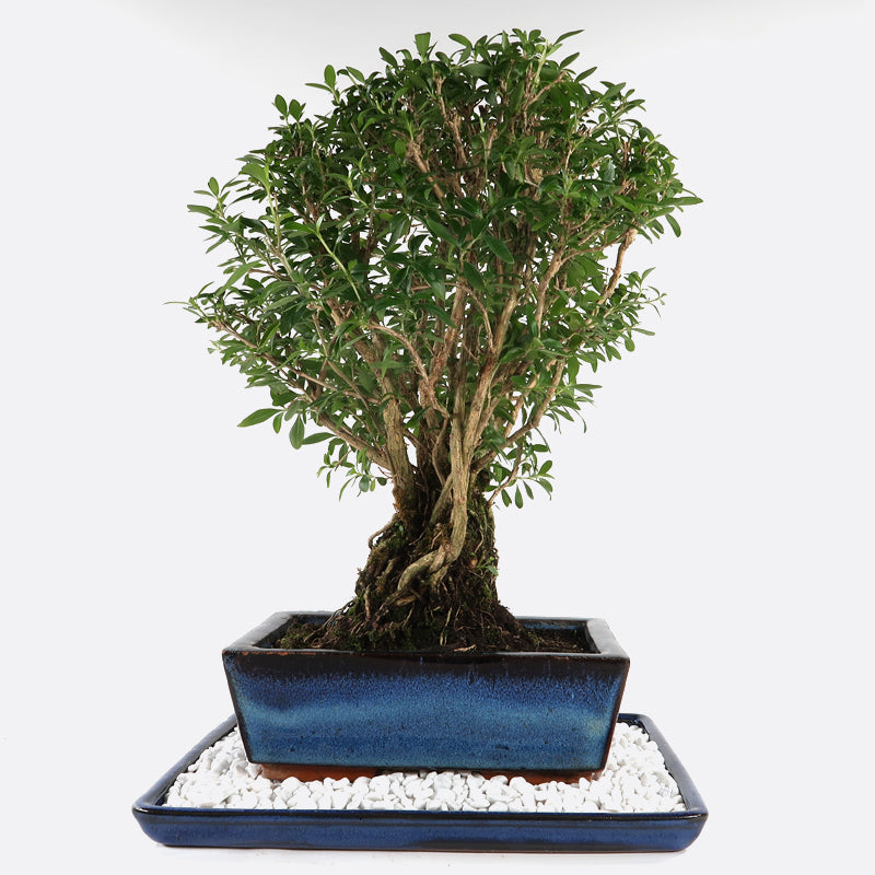 bonsai serissa pflege Serissa mit Kiesteller