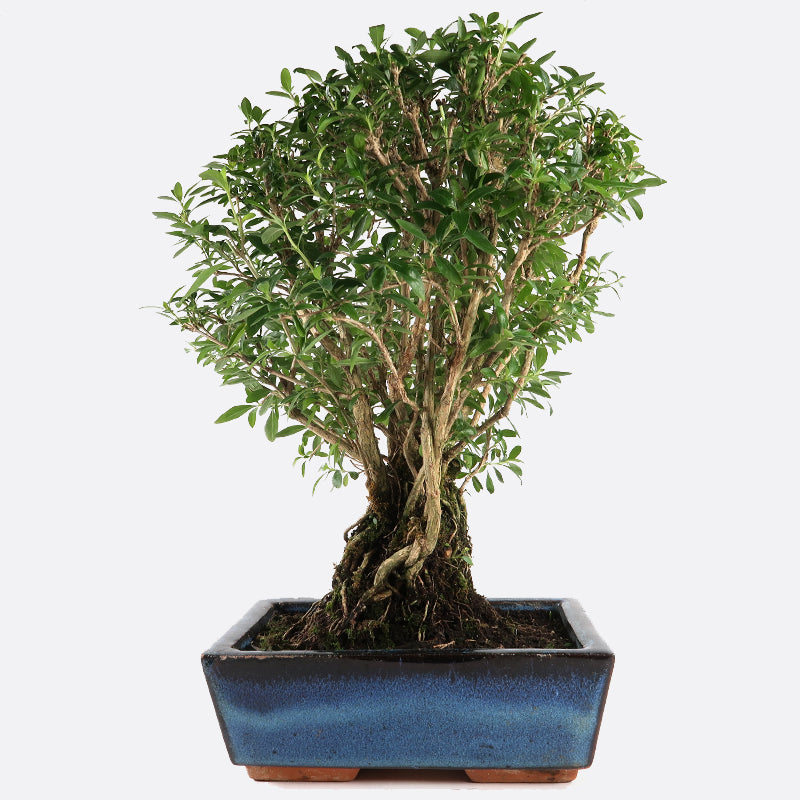 Serissa