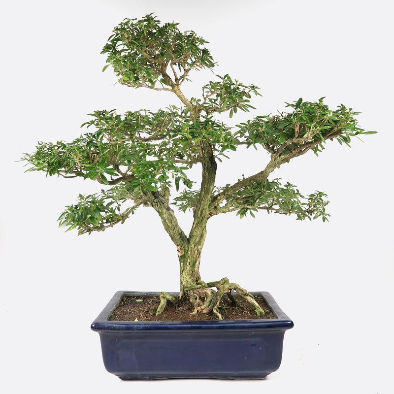 Serissa