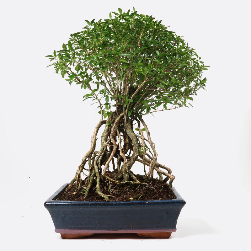 Serissa