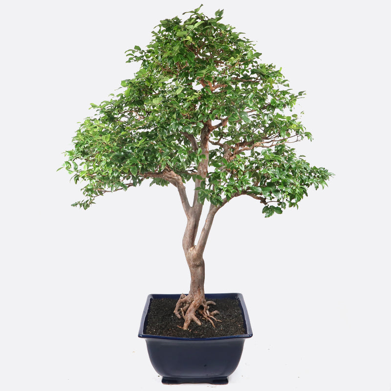 japanische kirsche bonsai pflege Syzygium