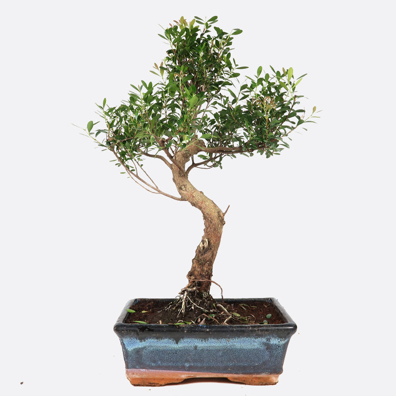 Syzygium buxifolium - buxblättrige Kirschmyrte, ca. 11-12 jährig, 40-45 cm, Zimmerbonsai