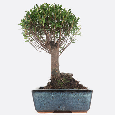 Syzygium buxifolium - buxblättrige Kirschmyrte, ca. 7 jährig, 25-30 cm, Zimmerbonsai