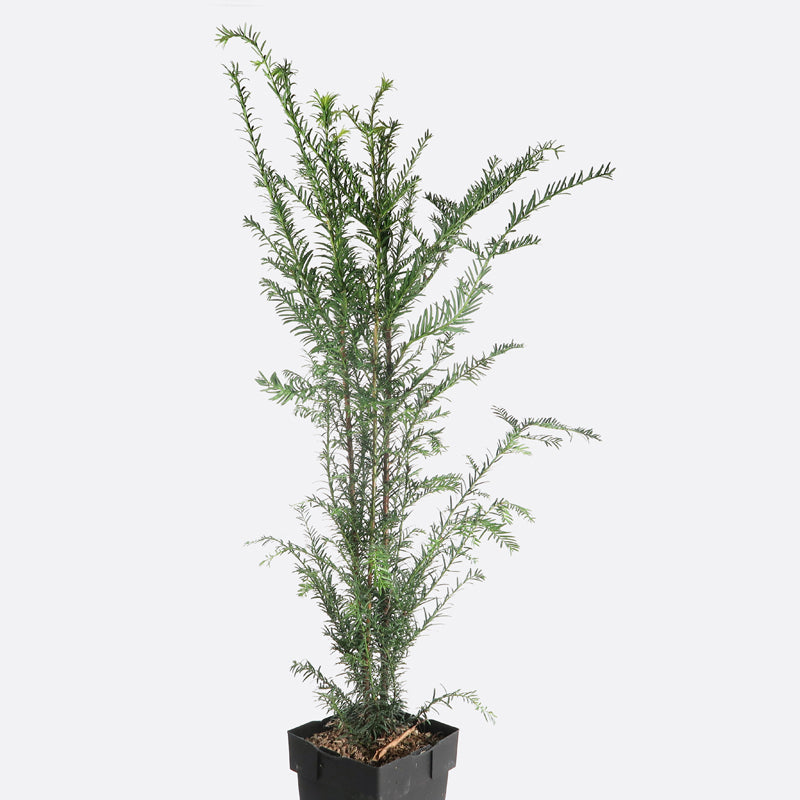 Taxus baccata