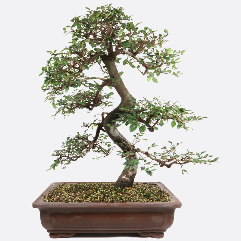 Ulmus