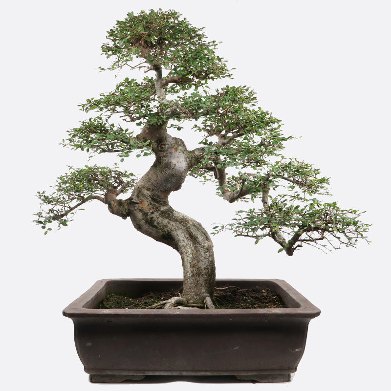 Ulmus