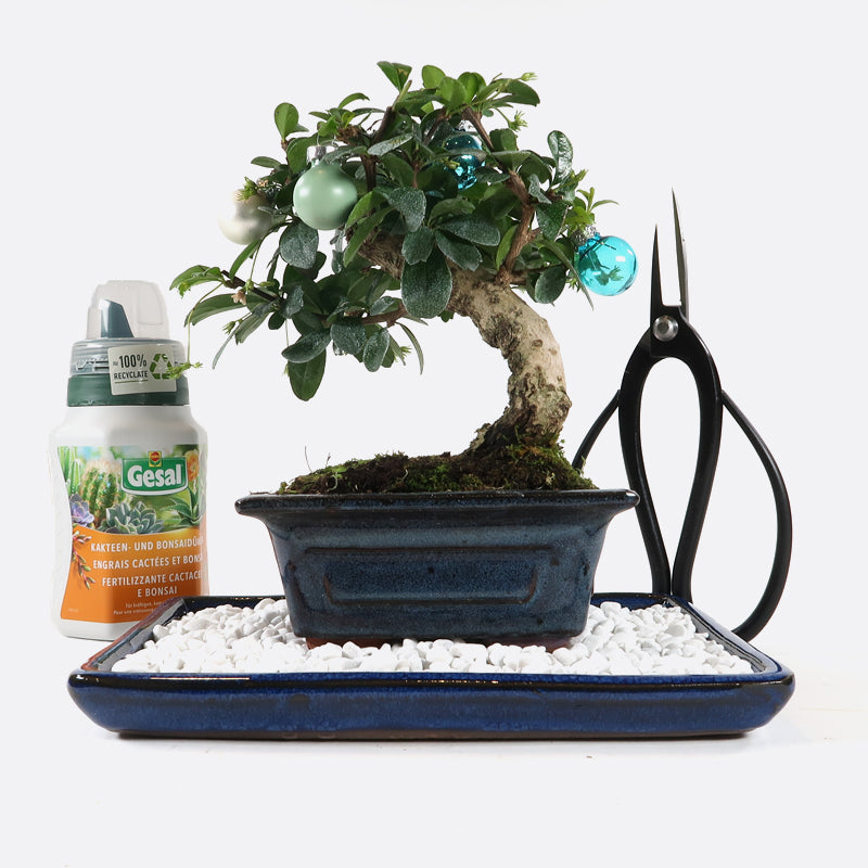 bonsai fukientee pflege Carmona