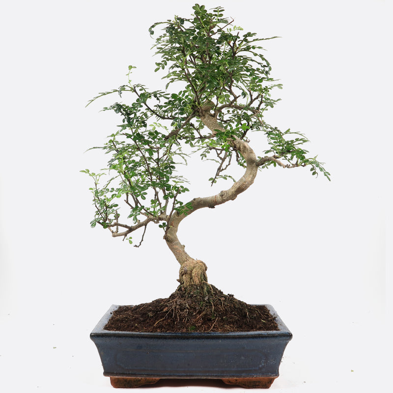 grünpflanze glücksfeder Zamioculcas – Glücksfeder – ca. 30cm hoch – Ø12cm – Pflegeleichte
