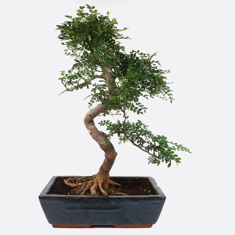 Zanthoxylum