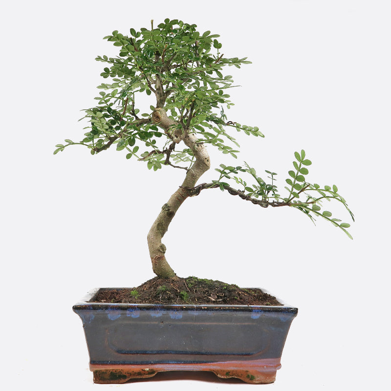 Zanthoxylum