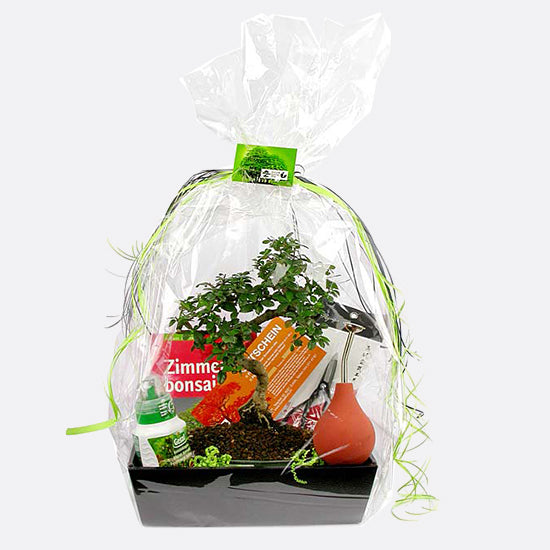 Geschenk Set mit 7-8 jährigem Zimmerbonsai
