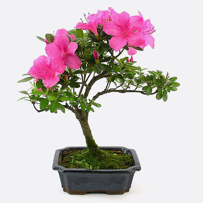 Azalea indicum - Satsuki-Azalee, ca. 9 jährig, Gartenbonsai mit Blüten | Bonsai.ch E-Commerce GmbH.