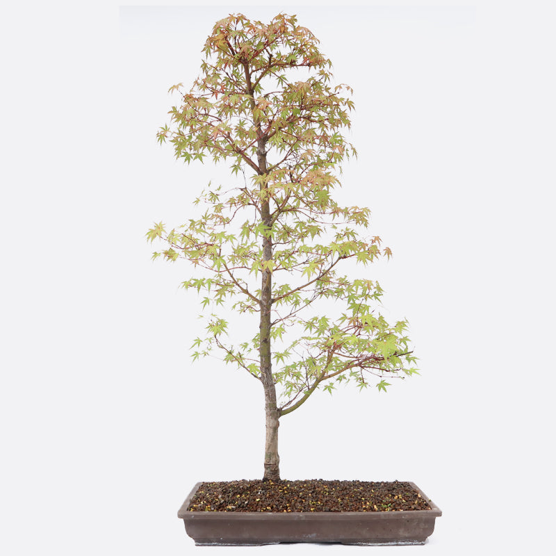 Acer deshojo - Rotgrüner Fächerahorn, ca. 30 jährig, ca. 90-95 cm, Gartenbonsai