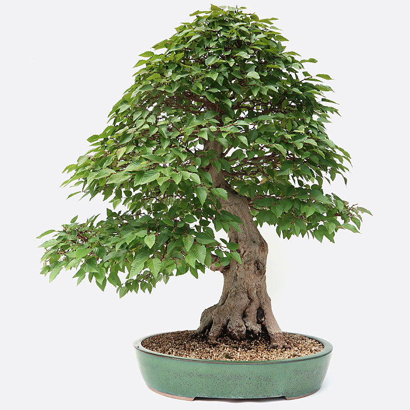 Carpinus coreana