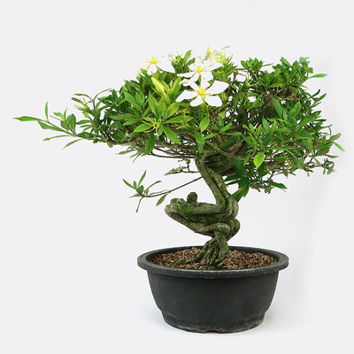 Gardenia, ca. 20 jährig, Kalthausbonsai | Bonsai.ch E-Commerce GmbH.