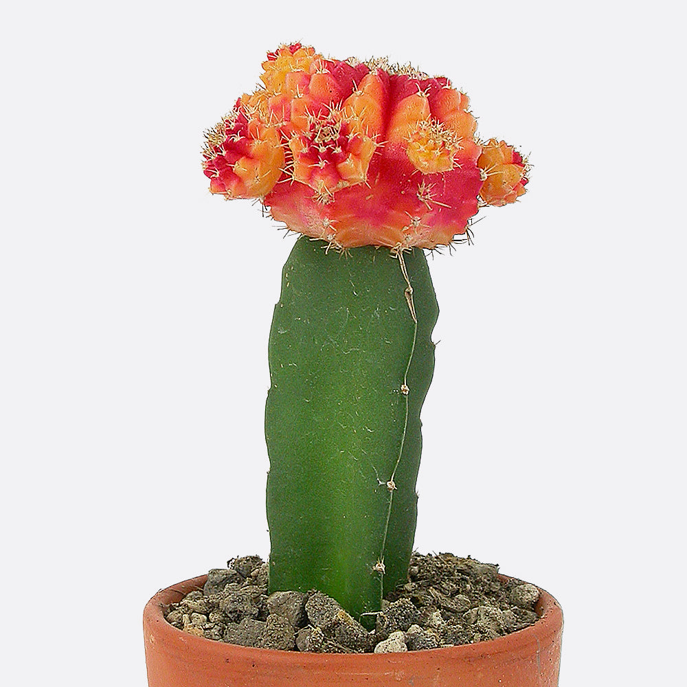 Gymnocalycium mihanovichii