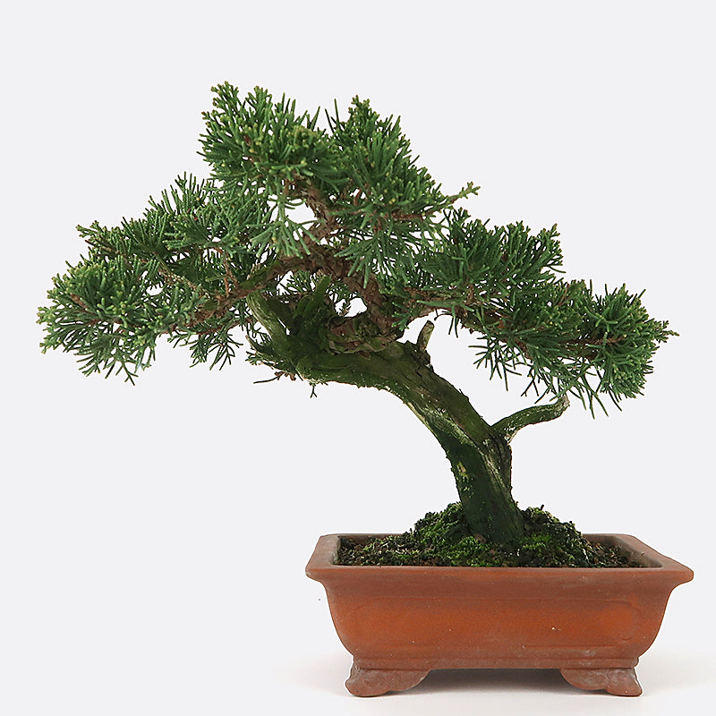Juniperus - Wacholder, Shohin, ca. 27 jährig, 23 cm, Gartenbonsai
