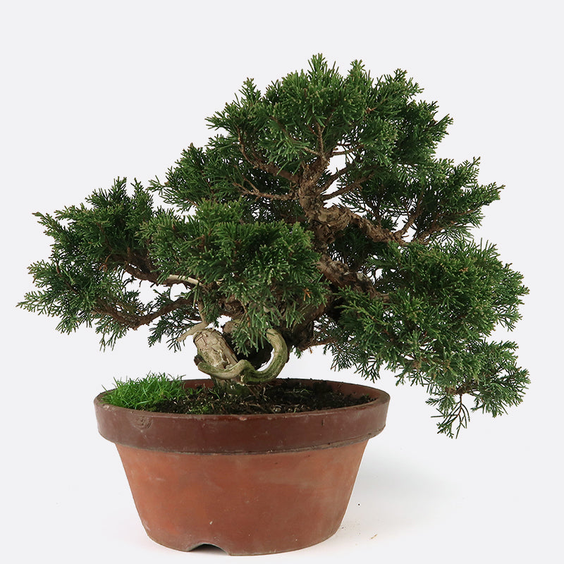 Juniperus