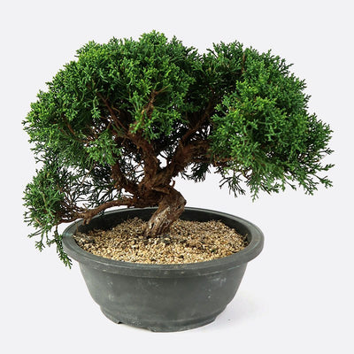Juniperus - Wacholder, ca. 20 jährig, Gartenbonsai | Bonsai.ch E-Commerce GmbH.