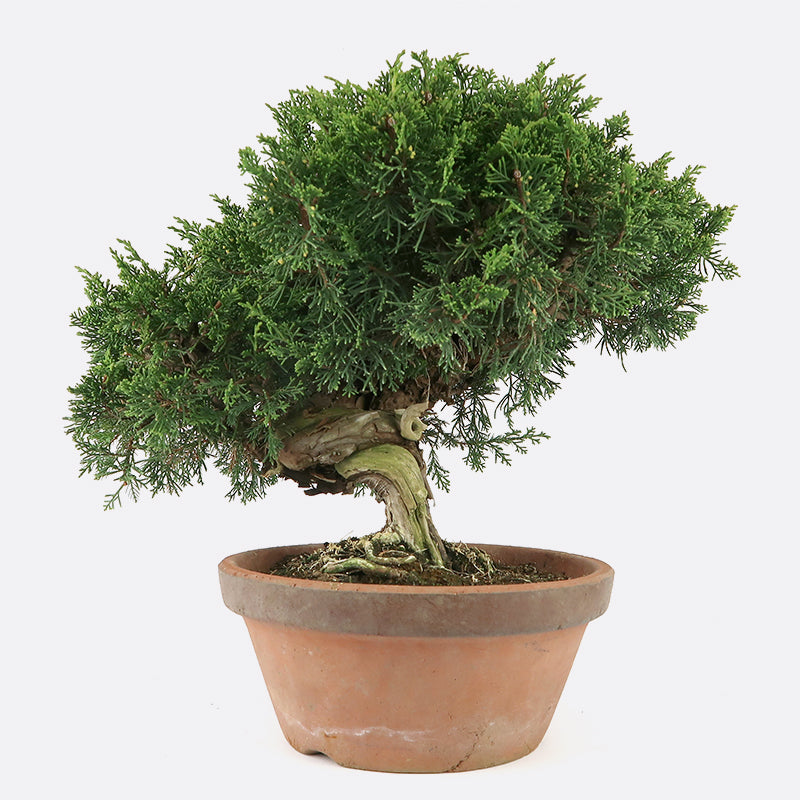 Juniperus itoigawa- Wacholder, ca. 26 jährig, 35-40 cm,Gartenbonsai