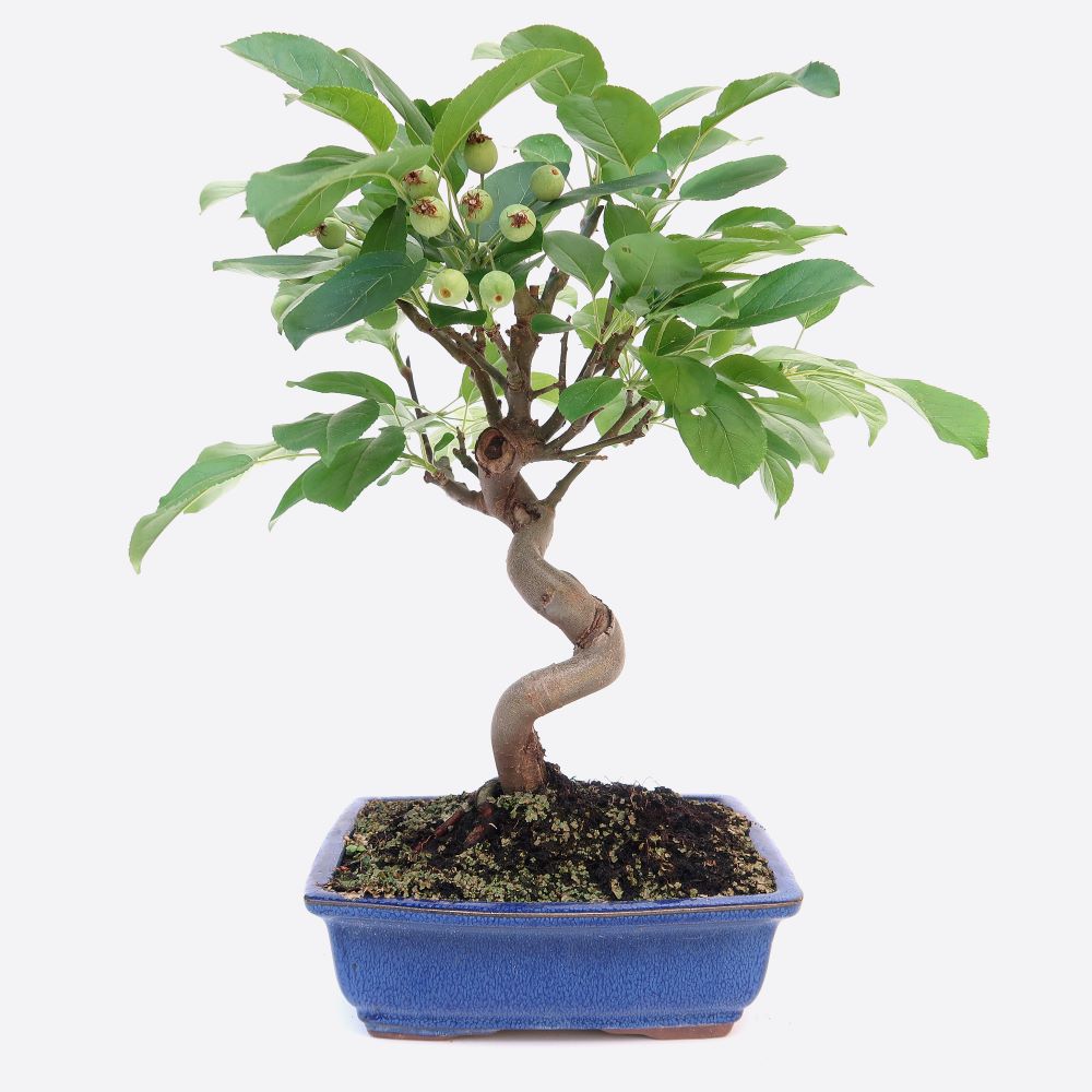 Malus - Apfelbaum, ca. 10 jährig, Gartenbonsai
