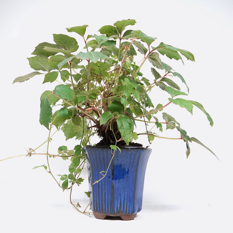 Parthenocissus