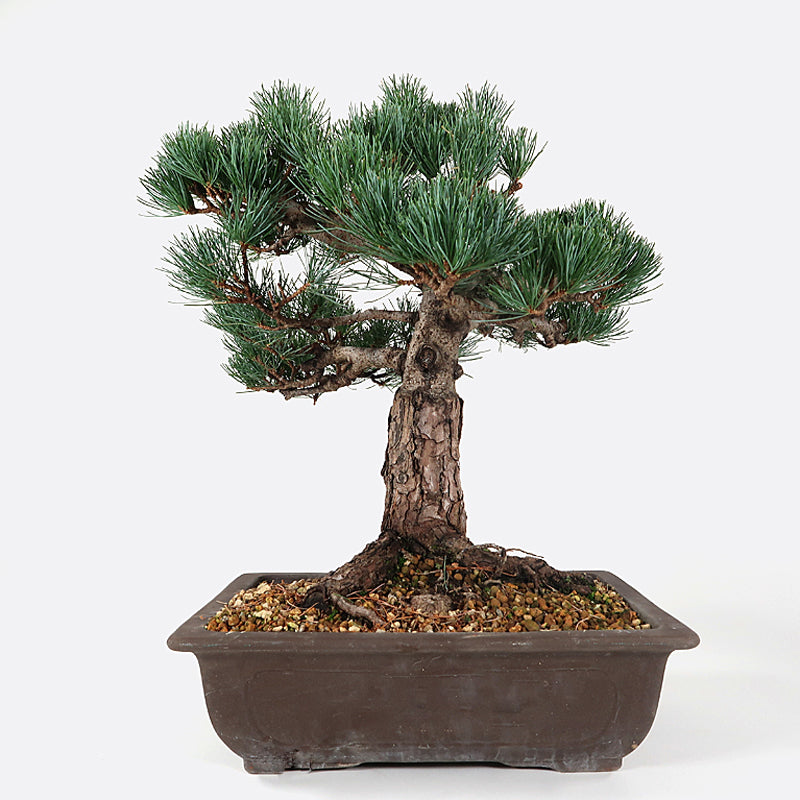 Pinus - Mdchenkiefer, Gartenbonsai