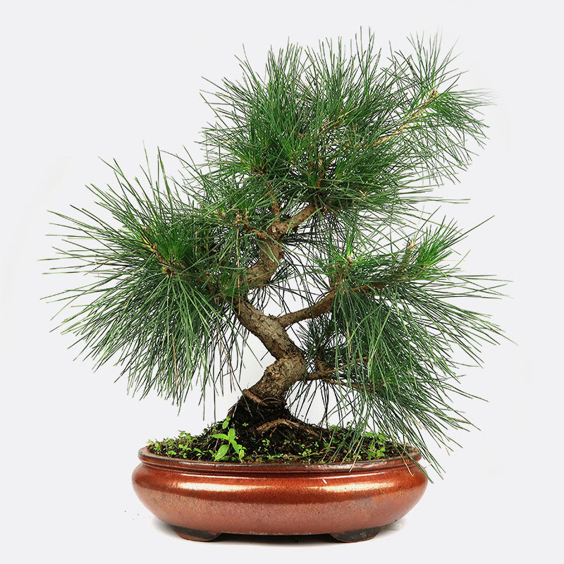 Pinus thunbergii cort.- Japanische Borken-Schwarzkiefer, ca. 25 jährig, Gartenbonsai