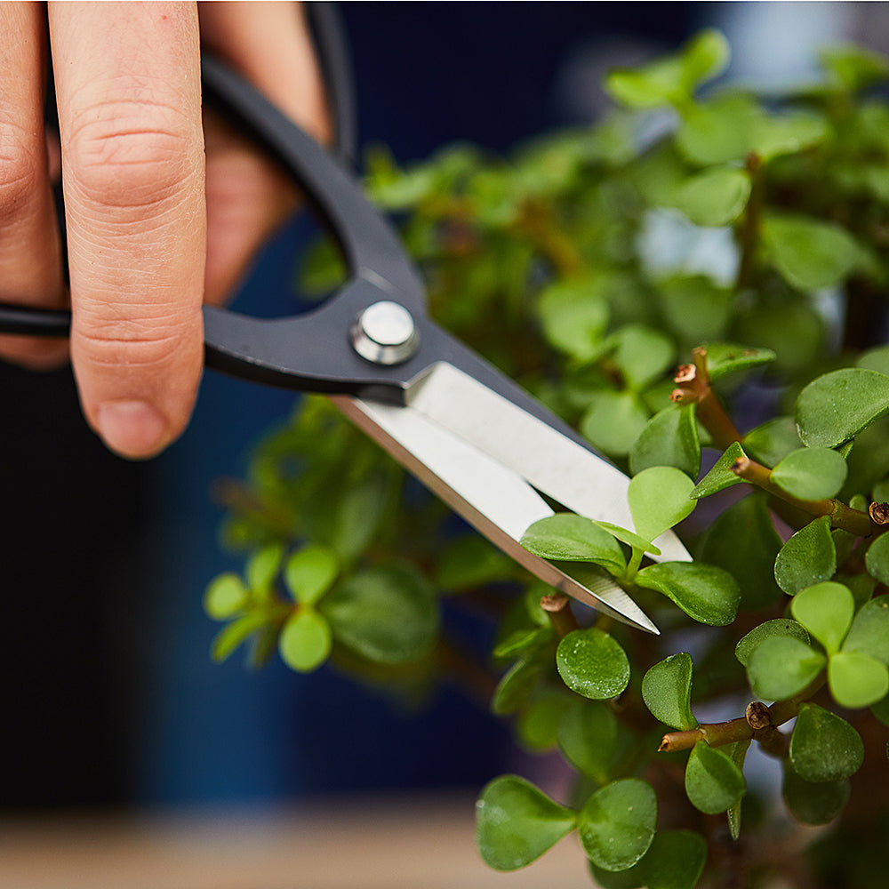Einzellektion Bonsai Schneiden