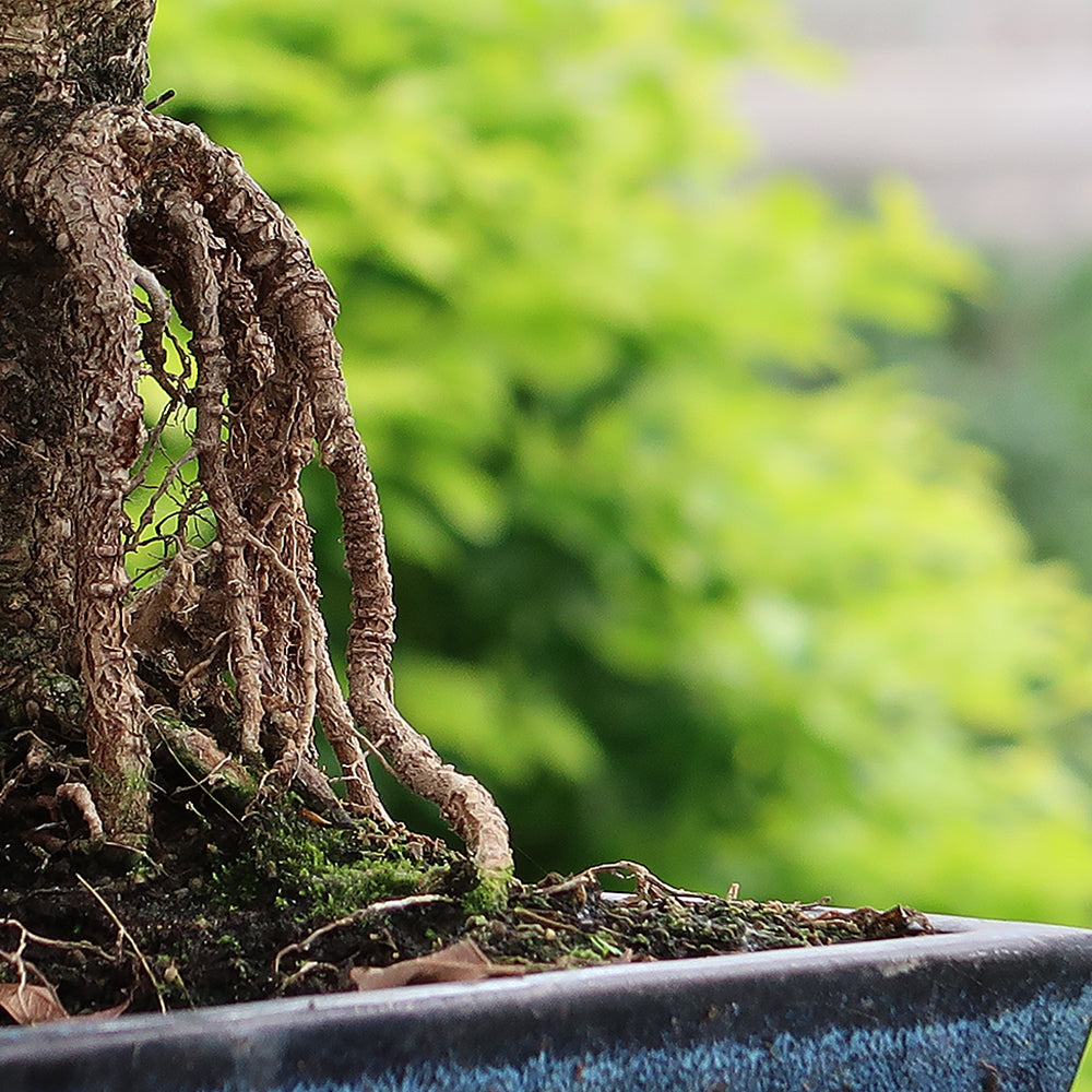 Einzellektion Bonsai selbst Umtopfen
