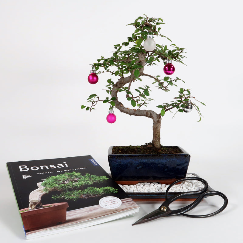 Weihnachts-Special mit chinesischer Ulme, Zimmerbonsai