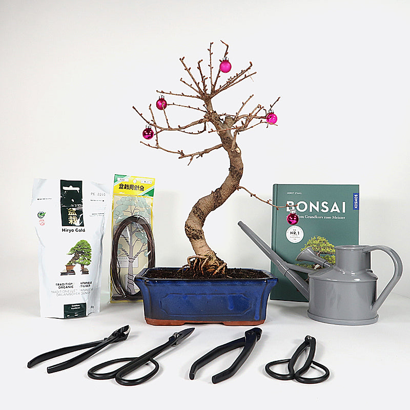 Weihnachts-Special mit Goldlärche, Gartenbonsai