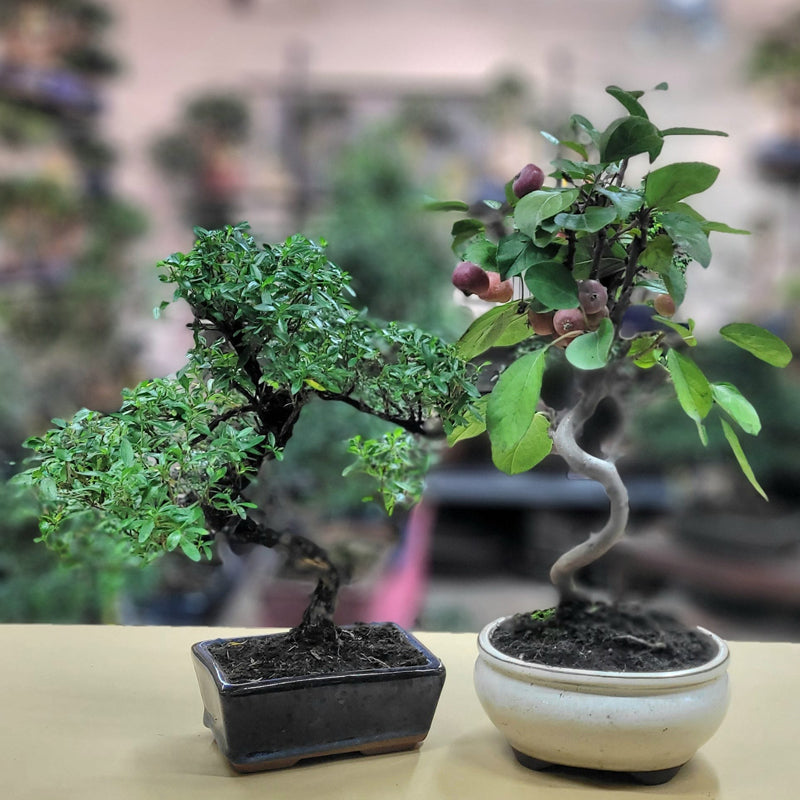 Malus torringo