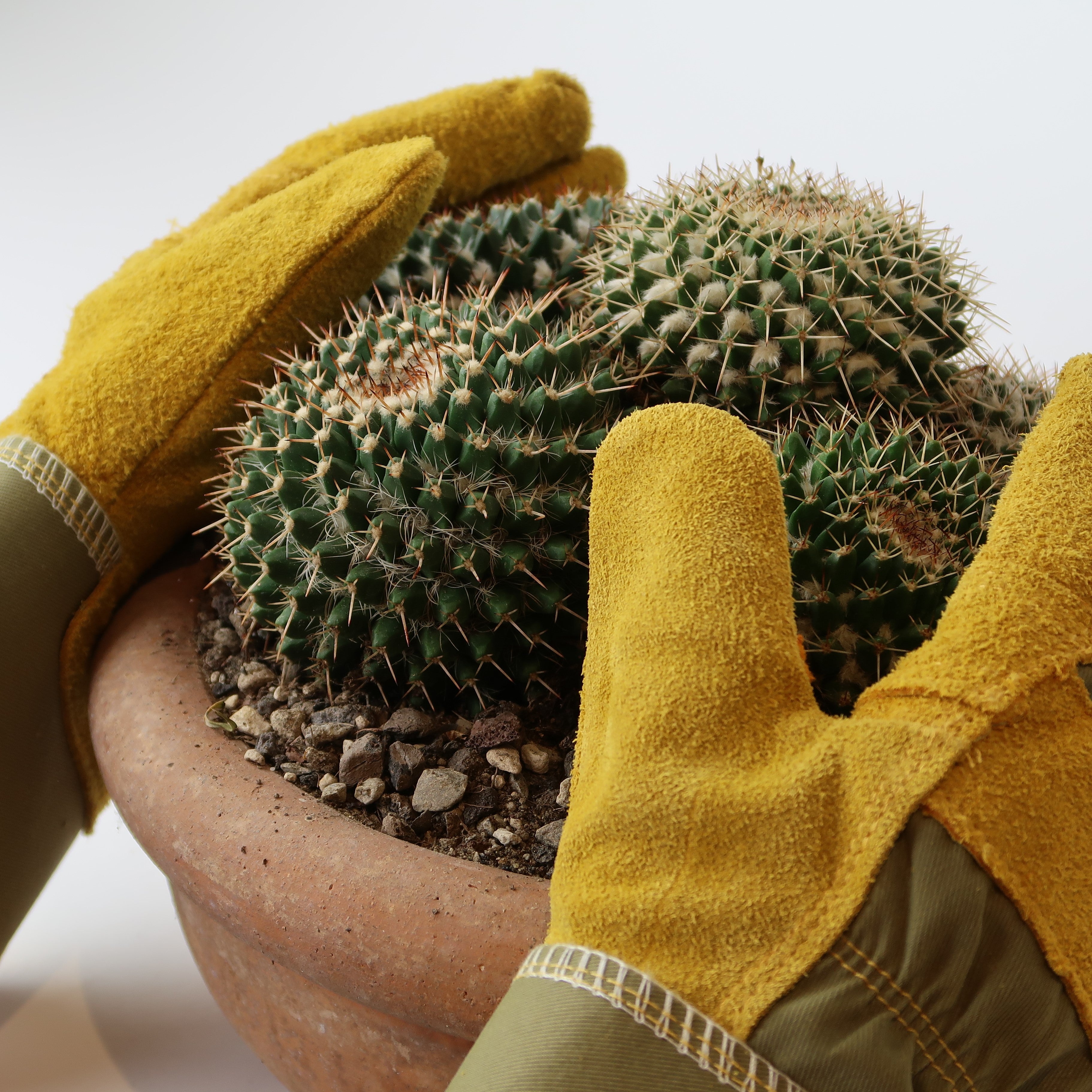 Umtopfen von Kakteen und Sukkulenten