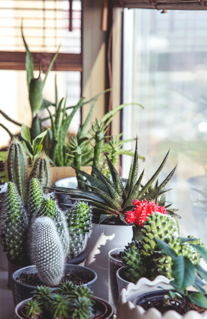 Pflegetipps fr Bonsai und Kakteen