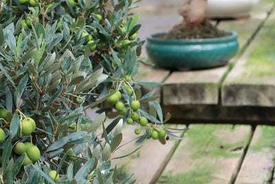 Olea - Olivenbaum