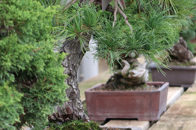 Nadelbonsai