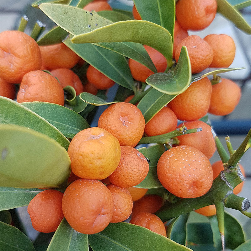 Citrus - Orange, Mandarine.