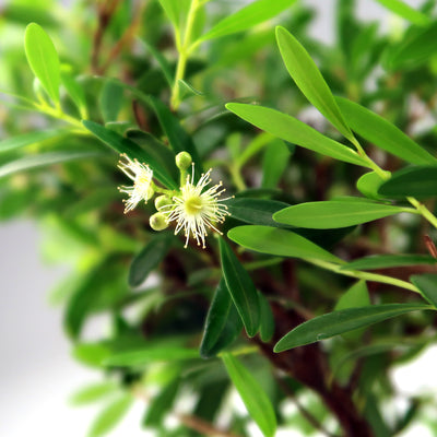 Phyllanthus – Indische Stachelbeere