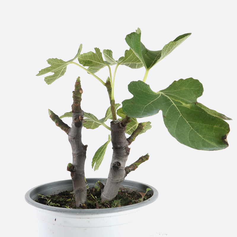 Ficus carica - Echte Feige, Pflanze zum Gestalten, Kalthaus/mediterran