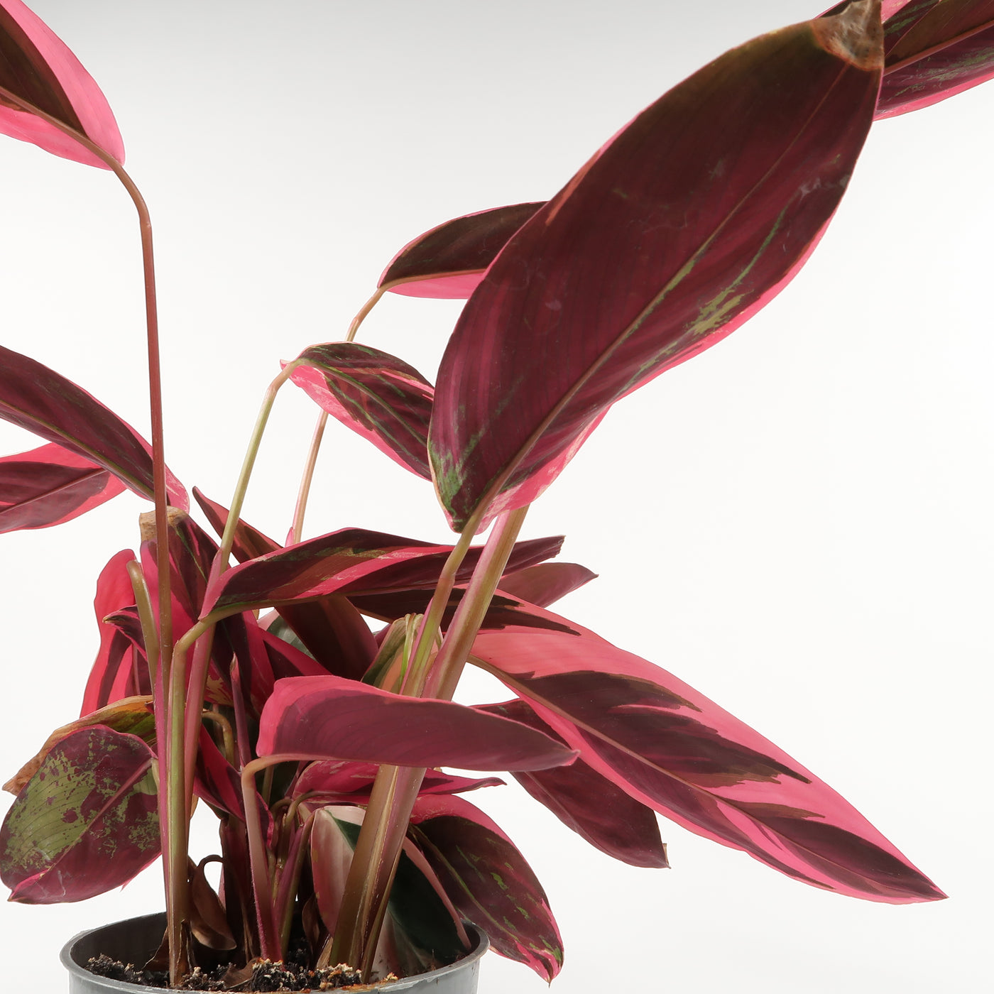 Calathea trio star