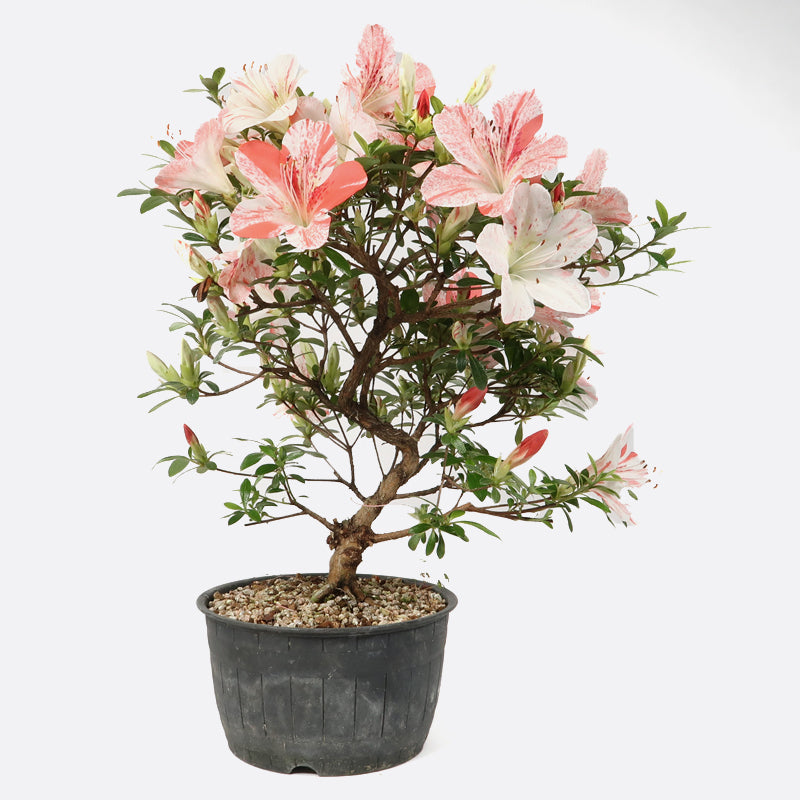 Azalea - Satsukiazalee, ca. 11-12 jährig, 30-35 cm, Gartenbonsai